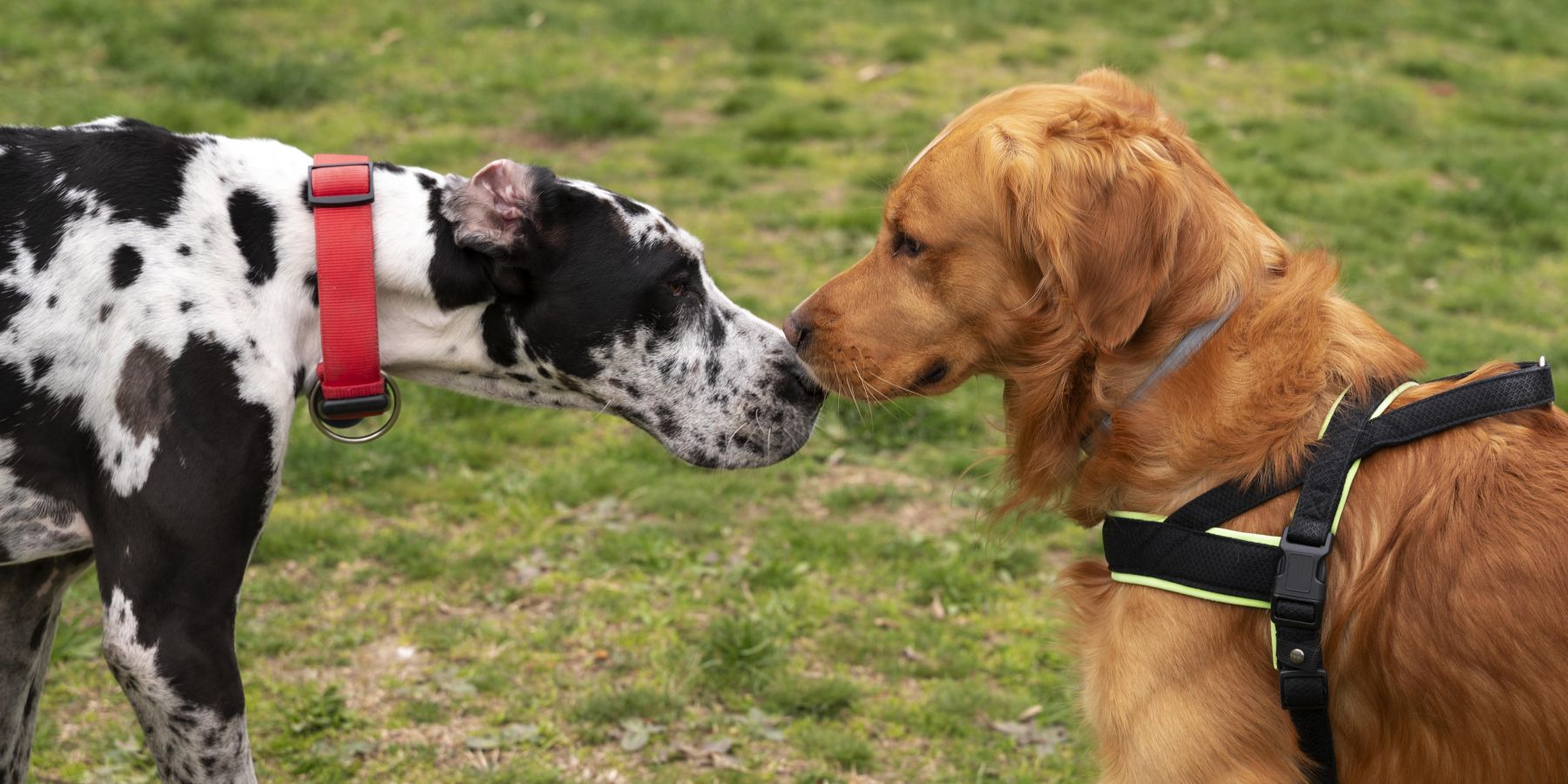 Harness or Collar: Understanding the Impact on Your Dog's Health and Behavior