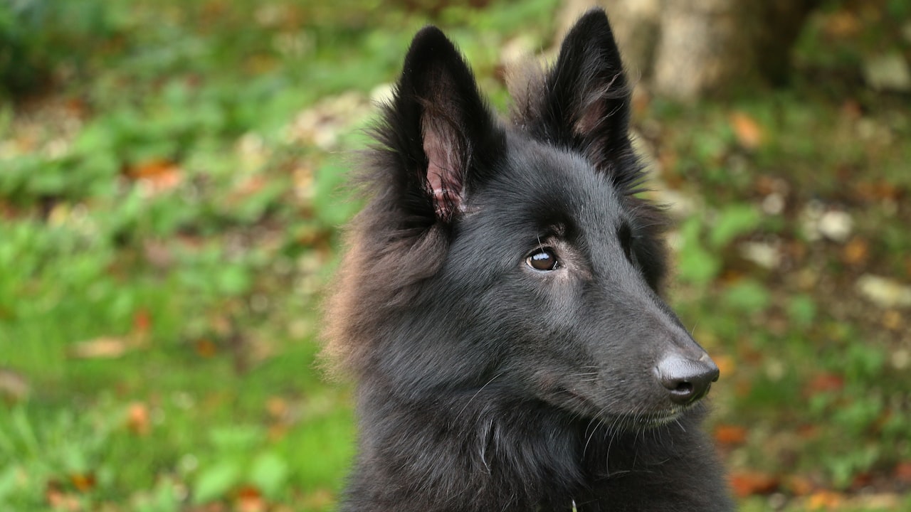 Frequently Asked Questions About the Bone Inlay Dresser